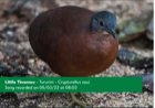 The Little Tinamou — one of the bird species identified through bioacoustic analysis