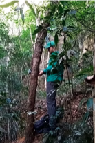 A sound recorder being placed in the old forest of the High Trail